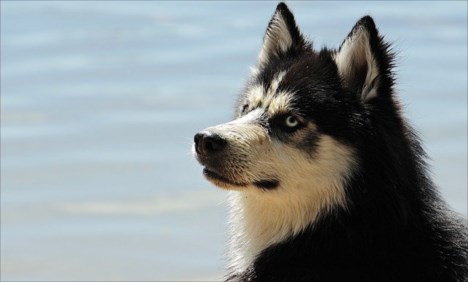husky-g6383ba5f8_640.jpg
