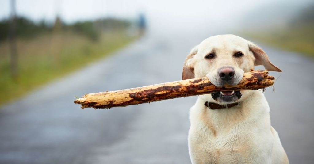 Labrador retriever holding a stick in its mouth
