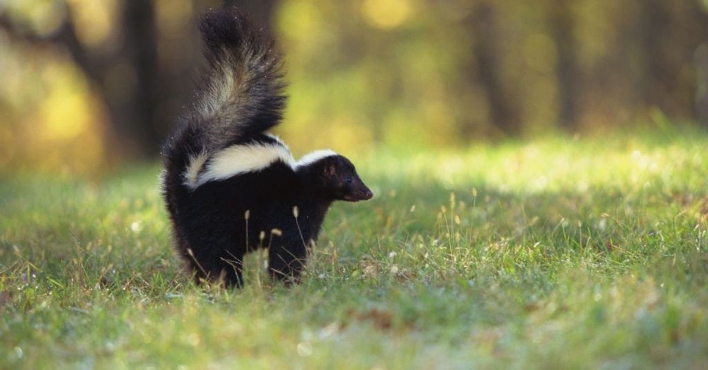 Skunk walking in a field of grass