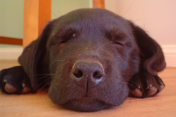 Chocolate Labrador sleeping on the floor